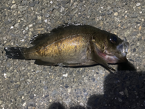 シロメバルの釣果