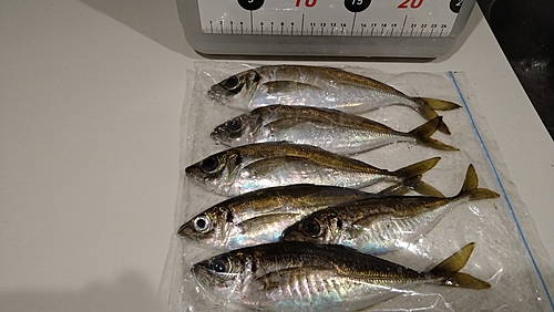 アジの釣果