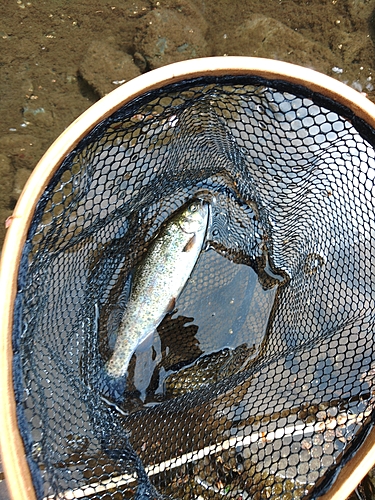 ニジマスの釣果