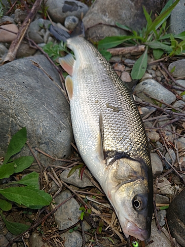 ウグイの釣果