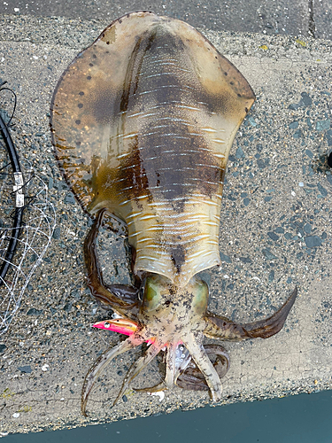 アオリイカの釣果