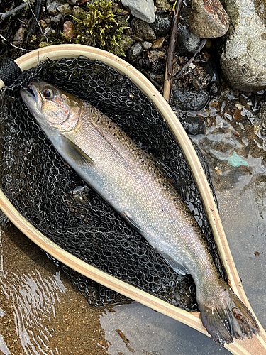 ヤマメの釣果