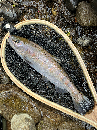 ヤマメの釣果