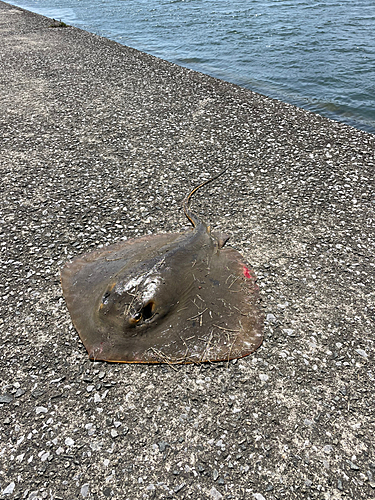 アカエイの釣果