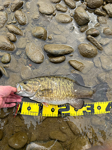 スモールマウスバスの釣果