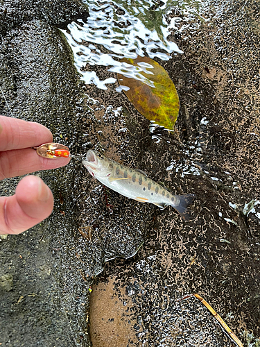 ヤマメの釣果