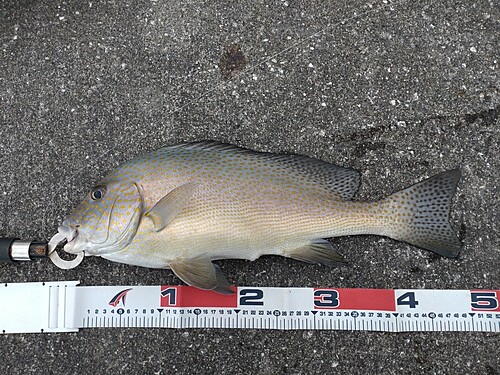 コショウダイの釣果