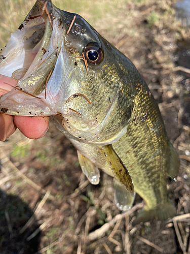 ラージマウスバスの釣果