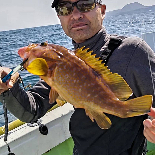 アコウの釣果