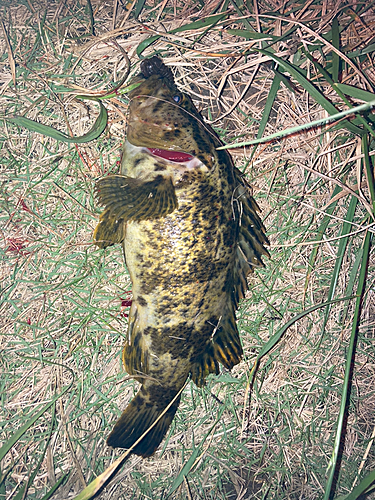 タケノコメバルの釣果