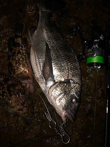 クロダイの釣果