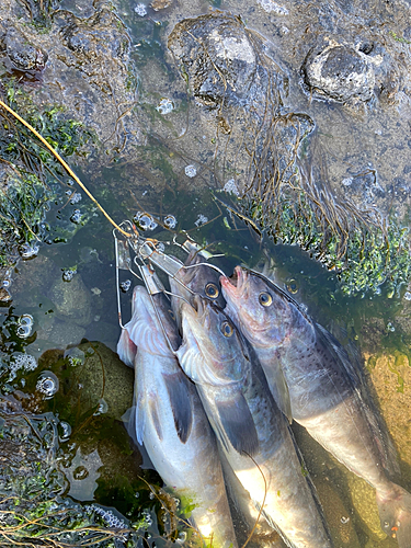 ホッケの釣果