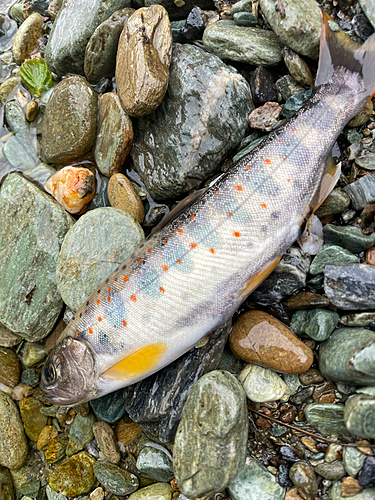 釣果