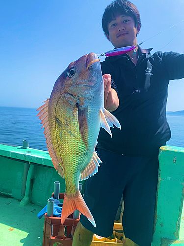 マダイの釣果