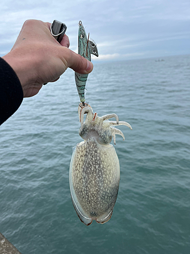 シリヤケイカの釣果