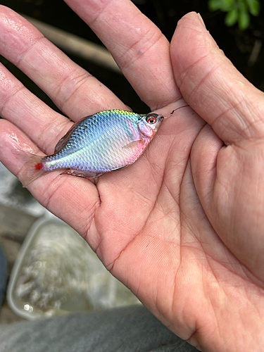 タイリクバラタナゴの釣果