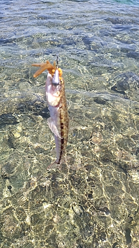 エソの釣果