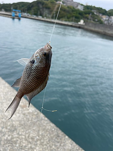 スズメダイの釣果