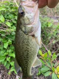 ラージマウスバスの釣果