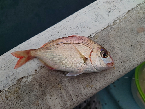 チャリコの釣果