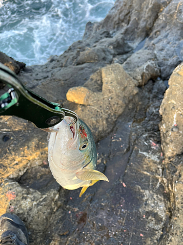 イナダの釣果