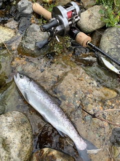 ヤマメの釣果