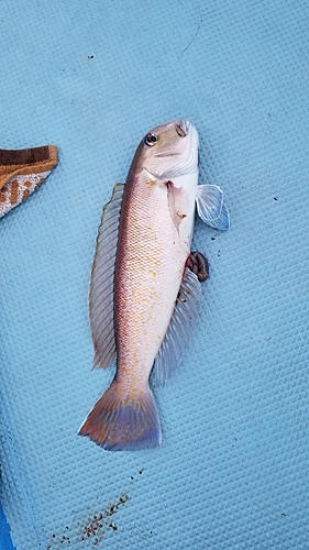 シロアマダイの釣果