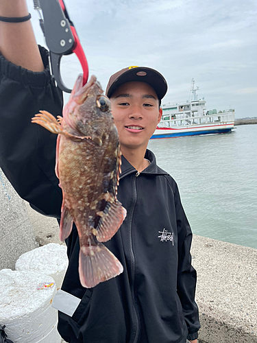 アラカブの釣果