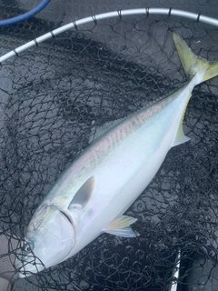 ブリの釣果