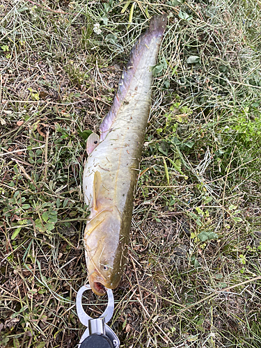 ナマズの釣果