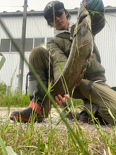 マナマズの釣果