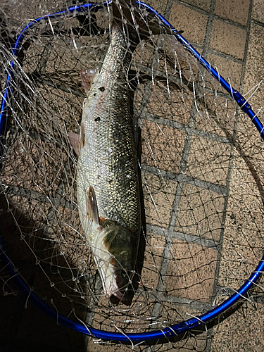 マルタウグイの釣果