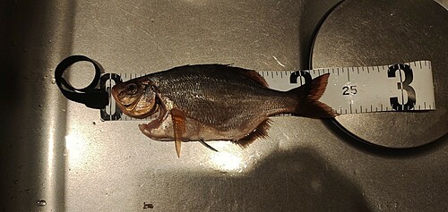 ウミタナゴの釣果