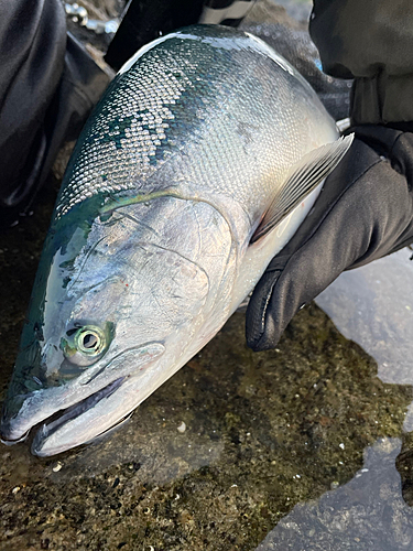 サクラマスの釣果