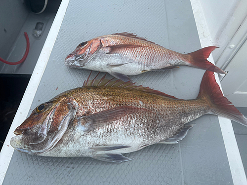 マダイの釣果