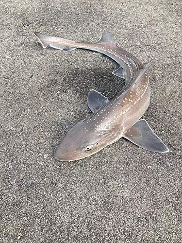 ホシザメの釣果