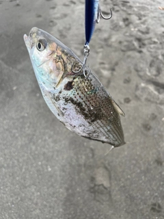 コノシロの釣果