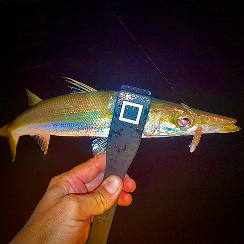 アカカマスの釣果