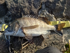 クロダイの釣果