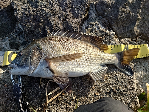 クロダイの釣果