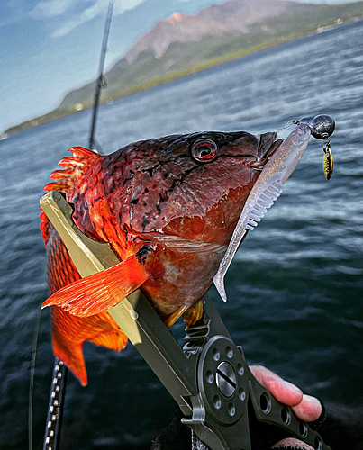 ホシササノハベラの釣果