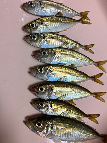 アジの釣果