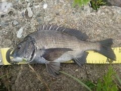 クロダイの釣果