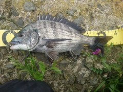 クロダイの釣果