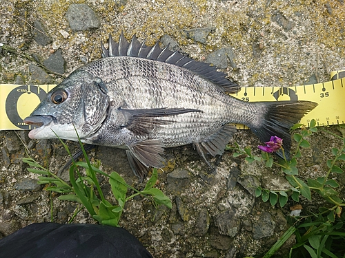 クロダイの釣果