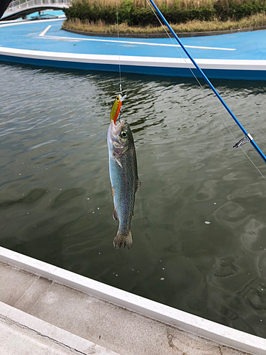 ニジマスの釣果