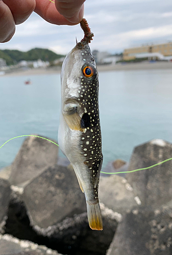 クサフグの釣果