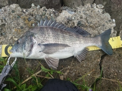 クロダイの釣果