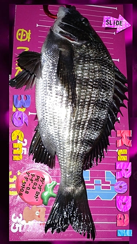 クロダイの釣果