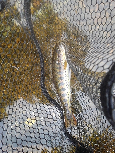 アマゴの釣果